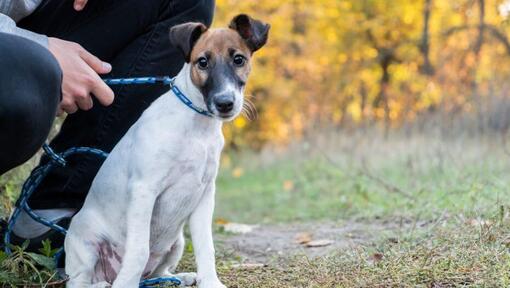 Fox Terrier à poil court avec collier bleu