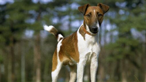 Fox Terrier à poil court dans les bois