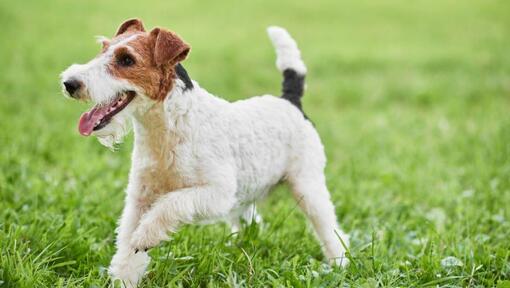 Drahthaar-Foxterrier, der im Gras spielt