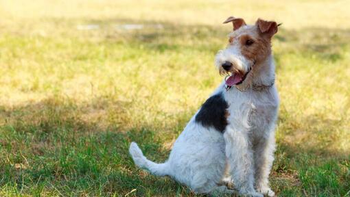 Drahthaar-Foxterrier, der im Gras sitzt