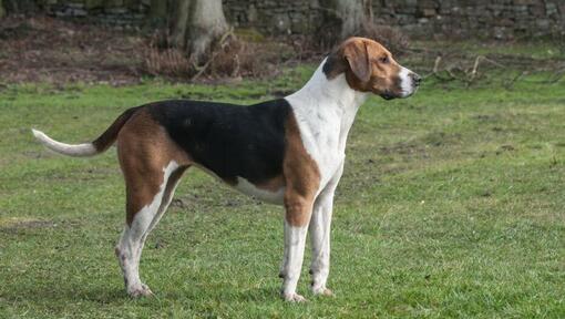 Foxhound anglais sur l'herbe