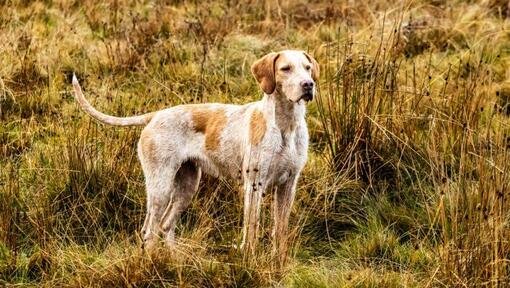 Foxhound dans un pré 