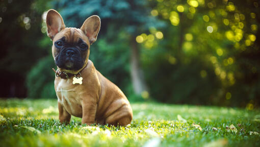 Französische Bulldogge