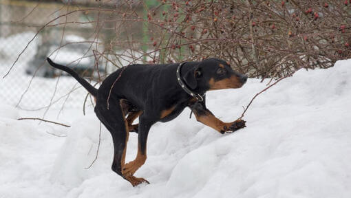 Deutscher Pinscher spielt im Schnee