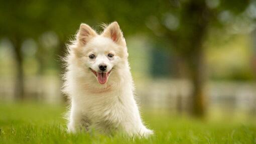 Spitz allemand clair assis dans l'herbe