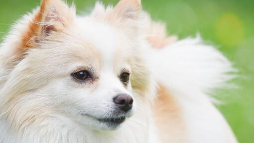 Spitz allemand dans un pré