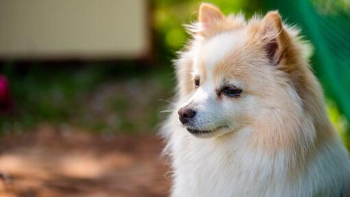 Spitz allemand moyen dans le jardin