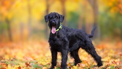 Chiot Schnauzer géant dans la forêt en automne