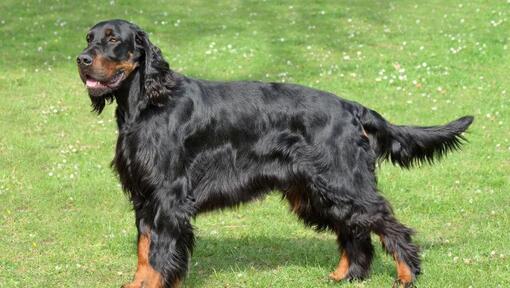 Cão da Serra da Estrela im Gras