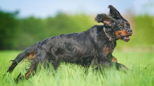 Chien courant dans l'herbe