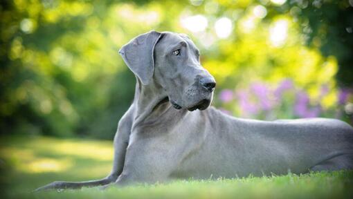 Graue Deutsche Dogge, die im Gras liegt