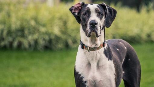 Dogue allemand sur l'herbe