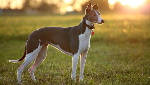 Greyhound dans un pré lors d’une chaude soirée d'été