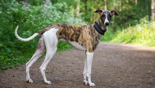 Greyhound marchant dans la forêt