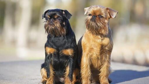 Deux Griffon bruxellois immobiles