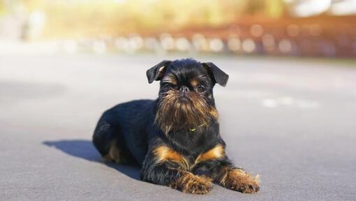 Brüsseler Griffon Rauhaar liegt auf der Strasse