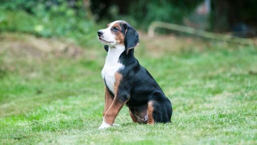 Chiot Hamiltonstovare se tenant droit dans le jardin