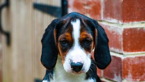 Hamiltonstovare puppy is watching someone