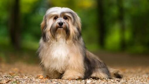 Chien dans le parc