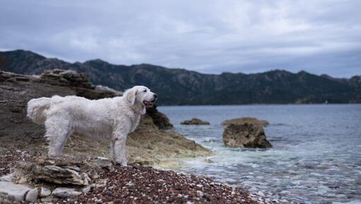 Kuvasz steht am Ufer eines Sees