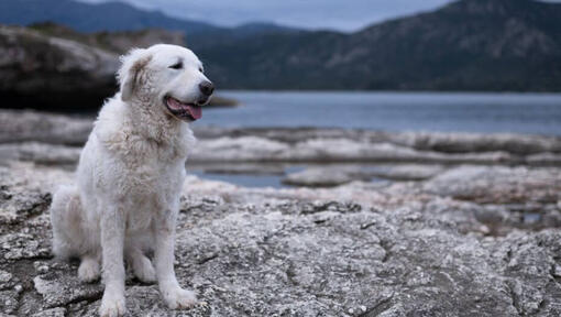 Kuvasz steht am Ufer eines Sees im Wald