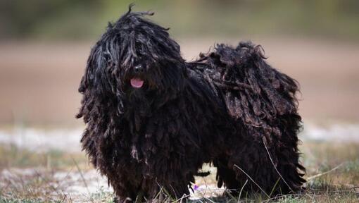 Petit Puli près de la forêt