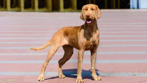 Drahthaariger Ungarischer Vorstehhund geht in der Stadt spazieren