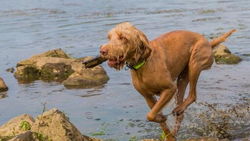 Drahthaariger Ungarischer Vorstehhund spielt und springt im Fluss herum