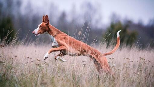 Podenco d’Ibiza sautant dans un pré