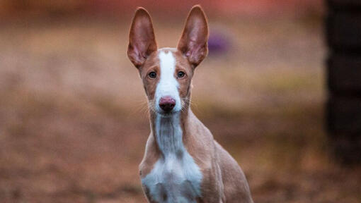 Podenco d’Ibiza regardant quelqu'un