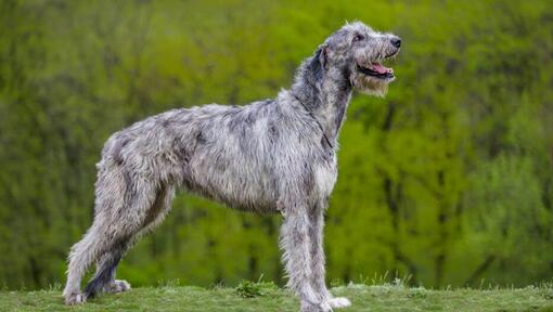 Irischer Wolfshund  in der Nähe eines Waldes