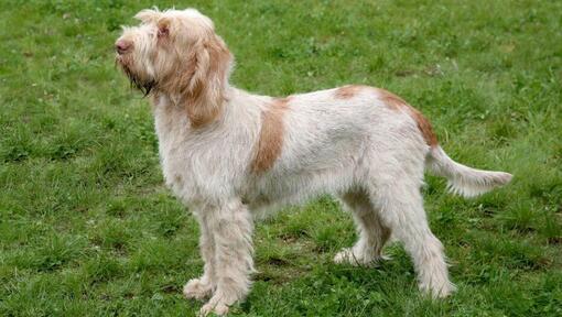 Spinone sur l'herbe