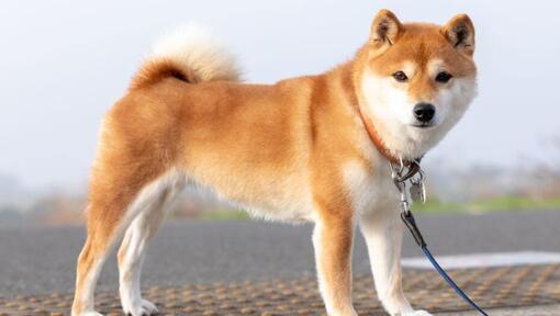 Japanese Shiba Inu is standing near the fields