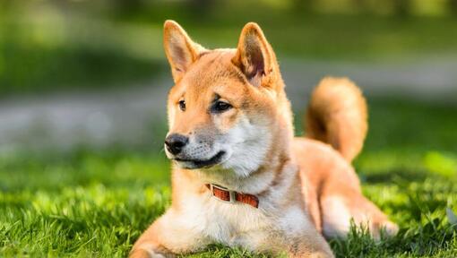 Shiba Inu allongé sur l'herbe