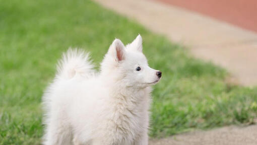 Japan-Spitz schaut in die Ferne