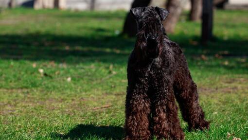 Terrier Kerry Blue sur l'herbe