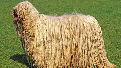 Komondor sortant la langue