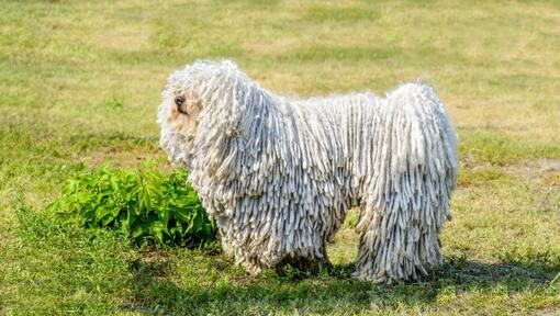 Komondor auf einem Feld