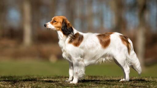 Nederlandse Kooikerhondje steht an einem warmen Sommertag im Garten