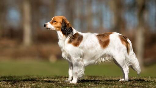 Nederlandse Kooikerhondje steht an einem warmen Sommertag im Garten