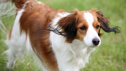 Nederlandse Kooikerhondje spielt auf dem Hof