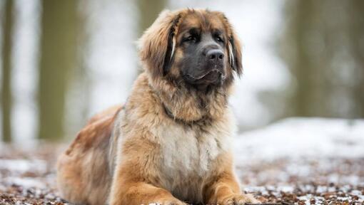 Leonberg allongé près d'une forêt enneigée