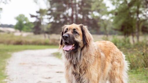 Leonberg sur un chemin près de la forêt