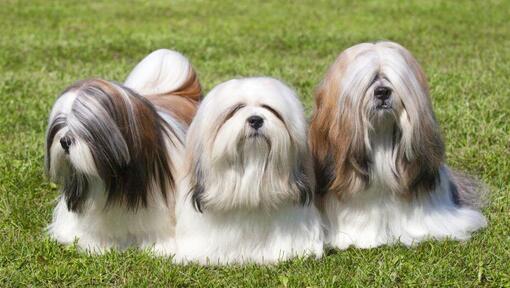 Trois Lhassa Apso couchés sur l'herbe