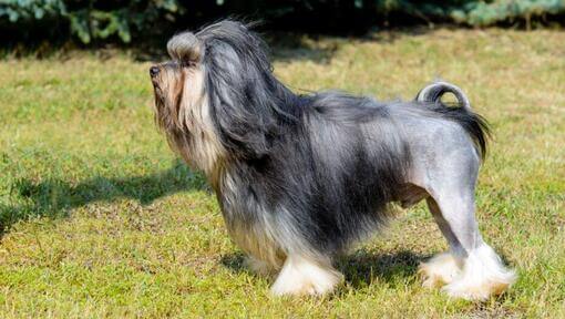 Petit chien lion dans le jardin pendant une journée d'été ensoleillée