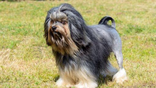 Petit chien lion dans le jardin, regardant devant lui