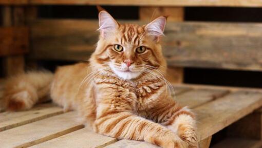 Rote Maine Coon liegt auf dem Tisch