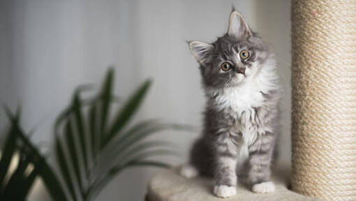 Chaton Maine Coon regardant l’objectif avec un air joueur