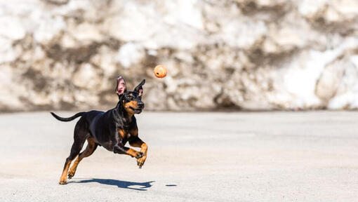 Terrier im Schnee