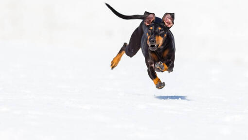 Hund rennt durch Schnee